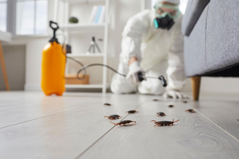 Chemical Pest control cost