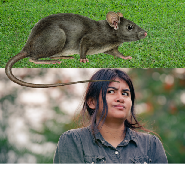 DIY vs Professional exterminator cost