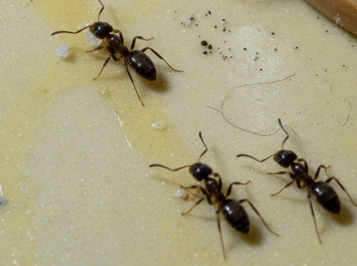 Odorous house ants Removal Cost