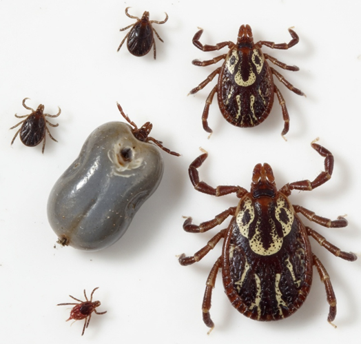 Ticks Control Cost