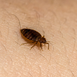 Bed bug Removal cost