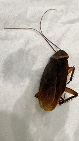 cockroach treatment cost