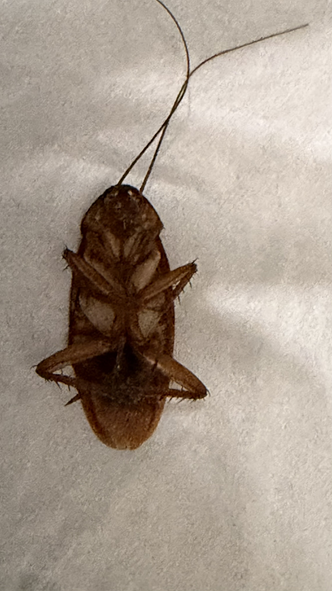 roach removal price
