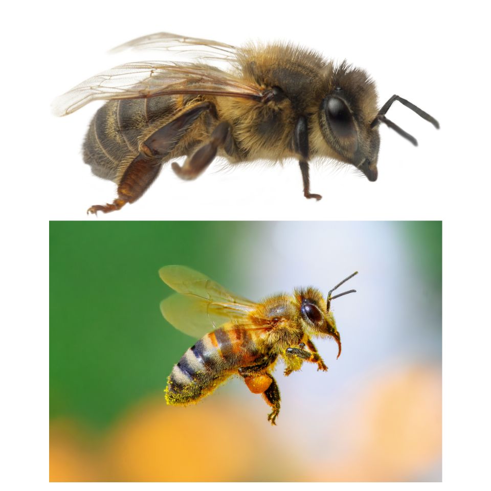 Bees Treatment Cost