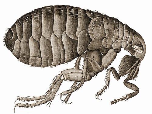 Flea Control Price