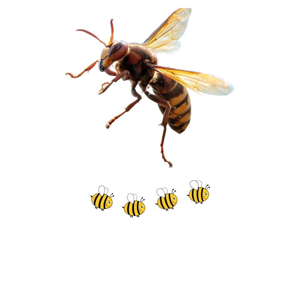 Hornet Removal Price