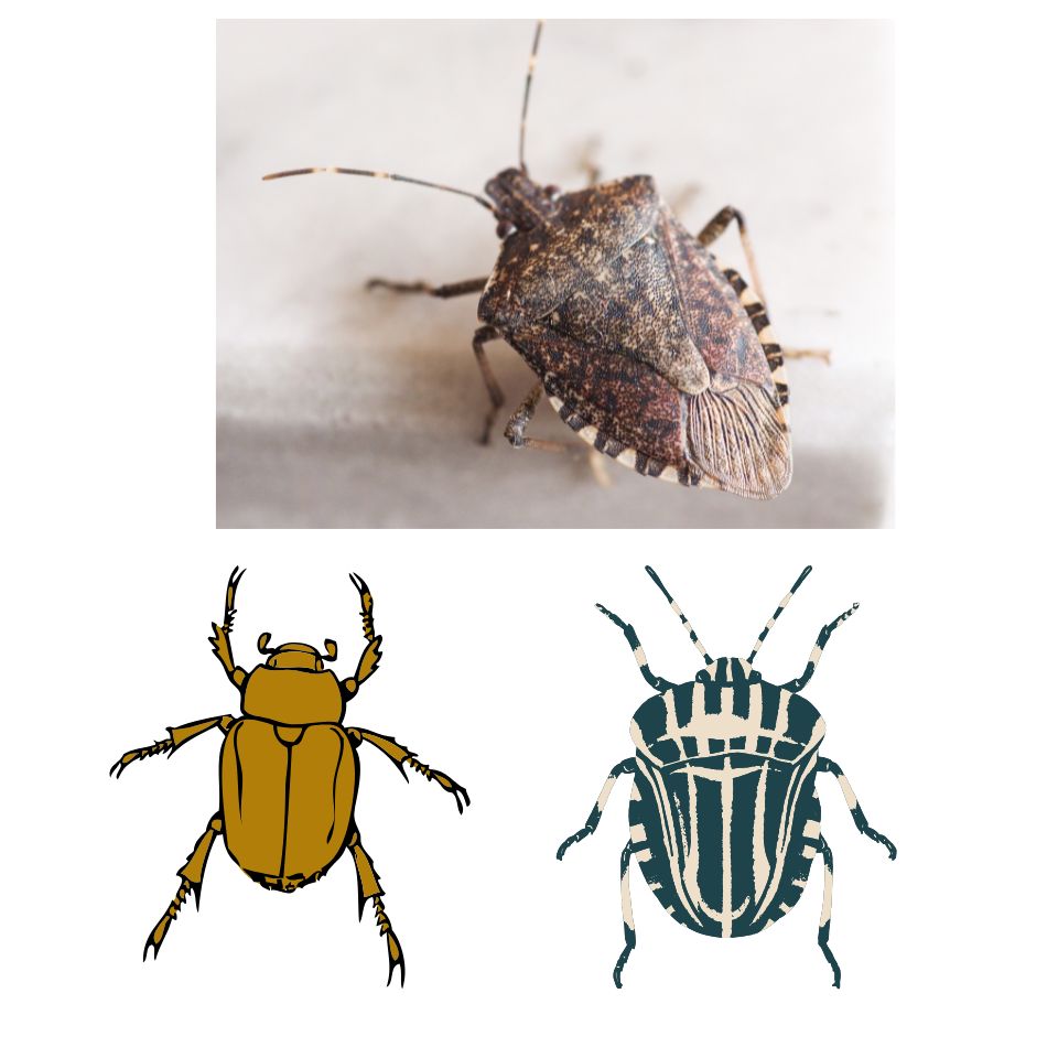 Stink Bugs Treatment Price