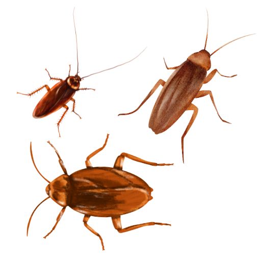 How to identify cockroaches