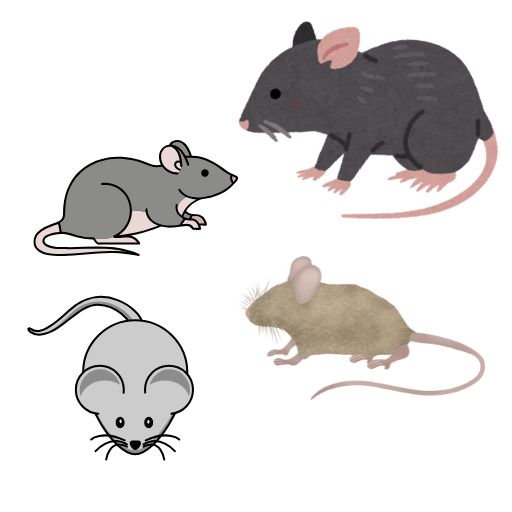 Mouse Removal Cost