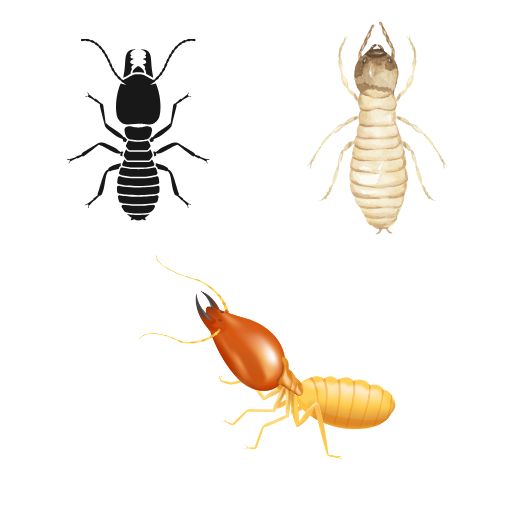 How to identify Termites