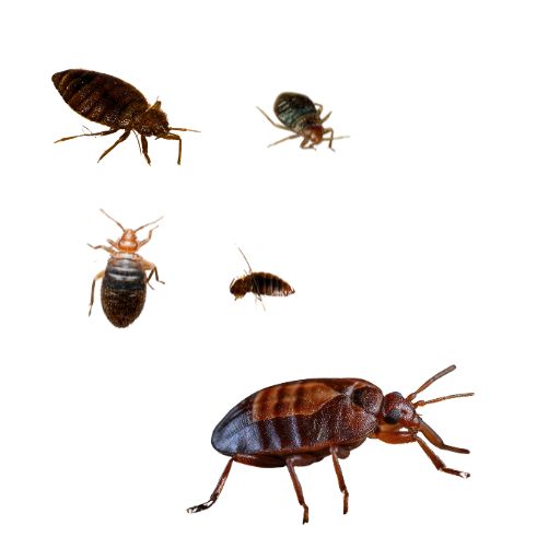 Detect Bed bug