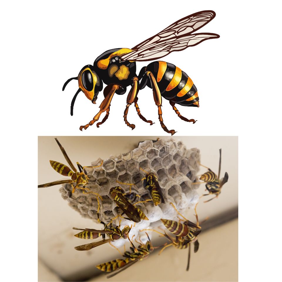 Wasp Treatment Price
