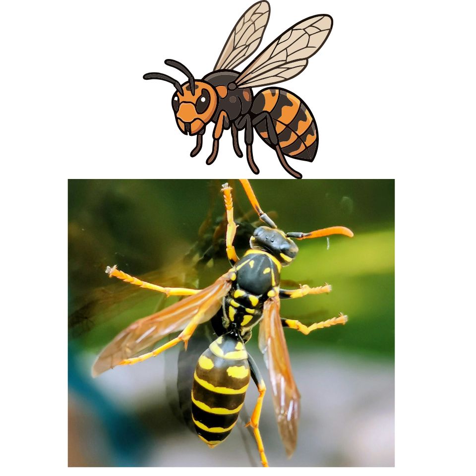 Yellow Jacket Removal Cost