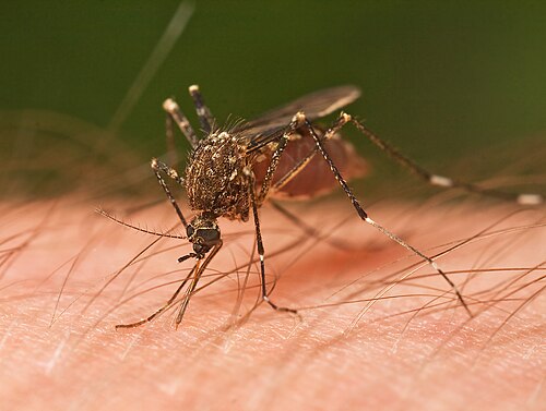 mosquito removal cost