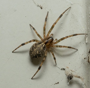 American House Spider removal cost