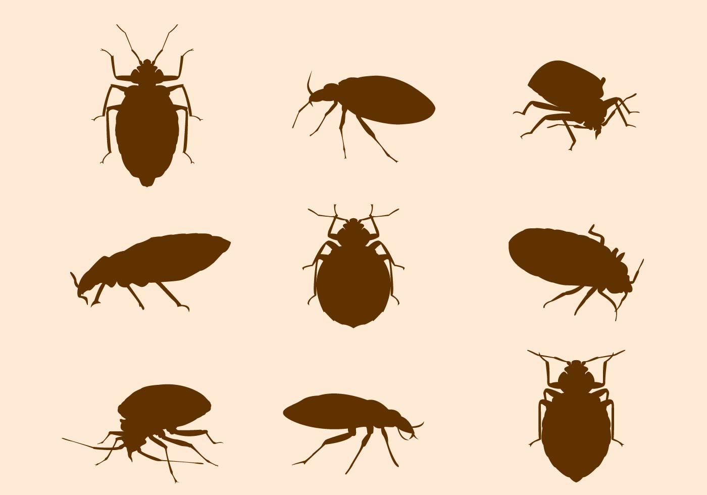 Bed Bug Different view