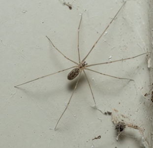 Cellar Spider removal cost