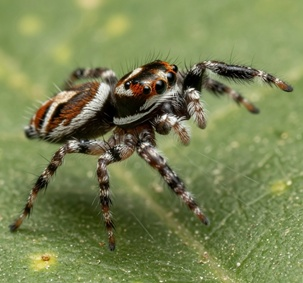 Jumping Spider Control cost