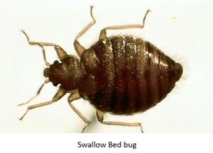 Swallow Bed bug Removal Cost