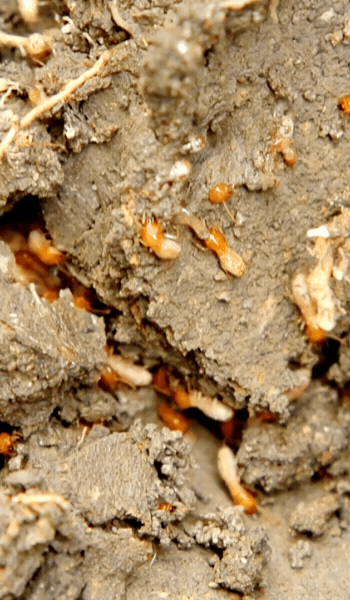 Termite Treatment Cost