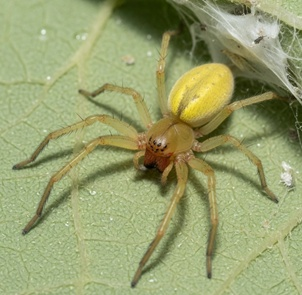 Yellow Sac Spider removal cost