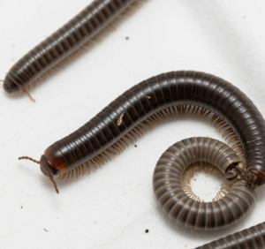 millipedes Removal Cost